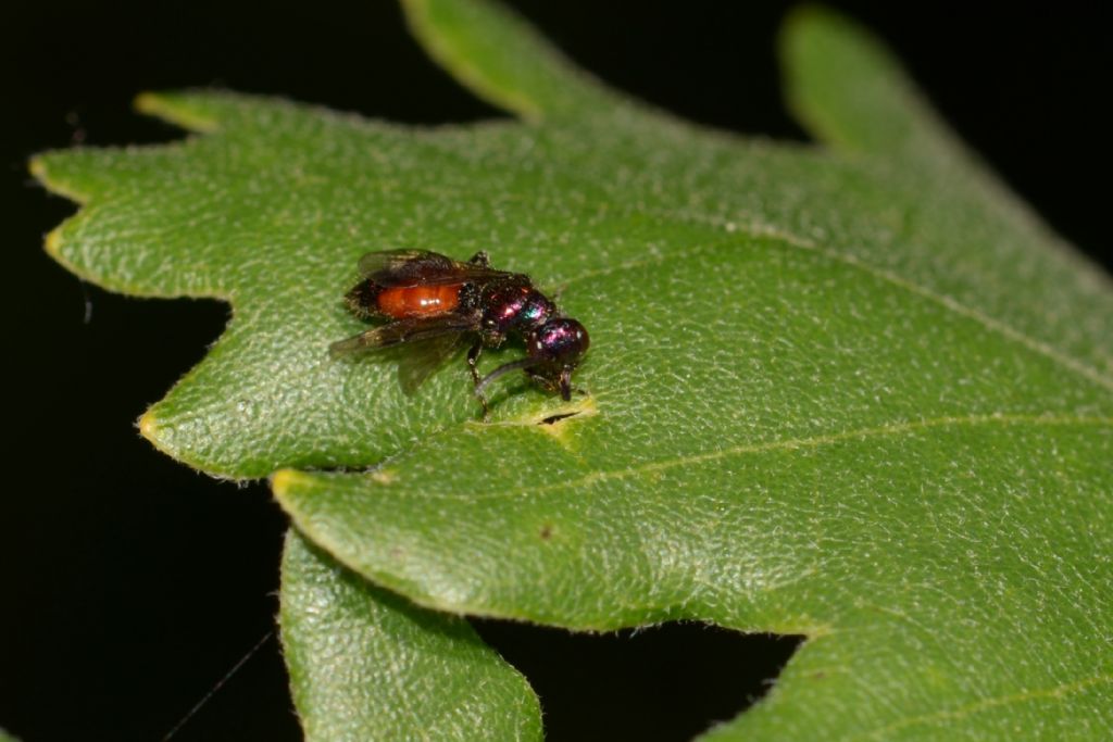 Imenottero da ID: Cleptes?